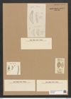 Eunotia cistula Ehrenb. (de-Toni-Nr.: Genus 104, Species 3228) Zeichnungen Sammlung Grunow Nr. 6557 (NHMW-BOT-W0375288)